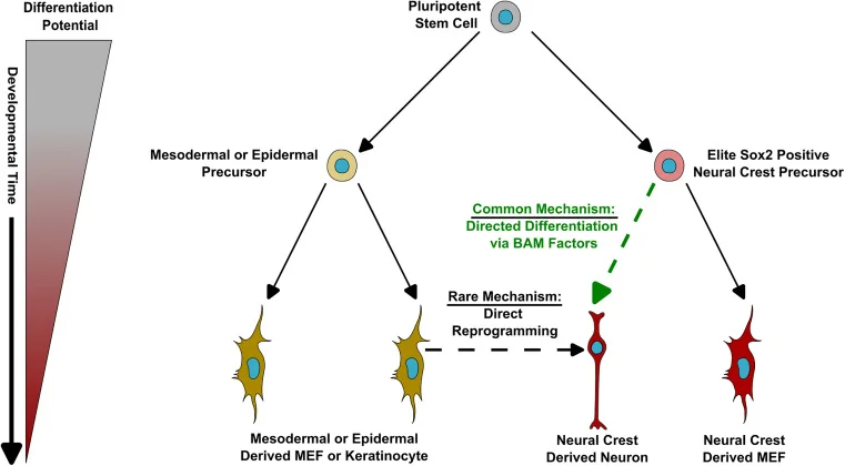 Reprogramming paths