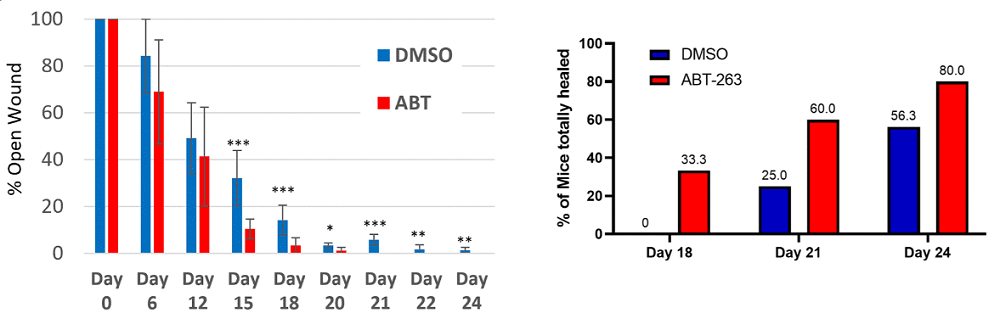 ABT-263 skin healing