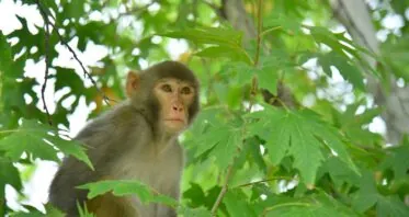 Extending Monkeys’ Reproductive Span With Stem Cells