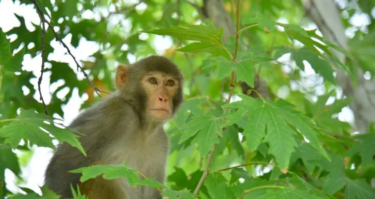 Extending Monkeys’ Reproductive Span With Stem Cells