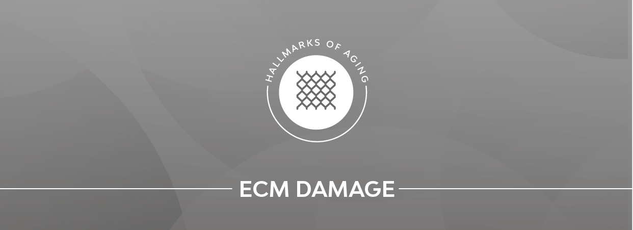 ECM damage page banner.