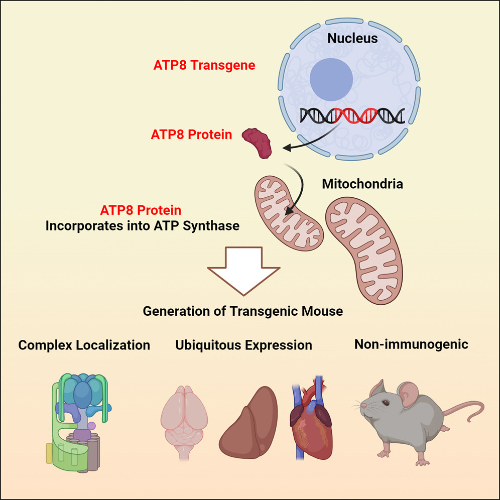 Nuclear mtDNA