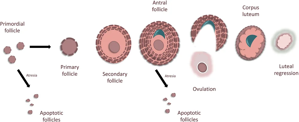 Reproductive Aging 3