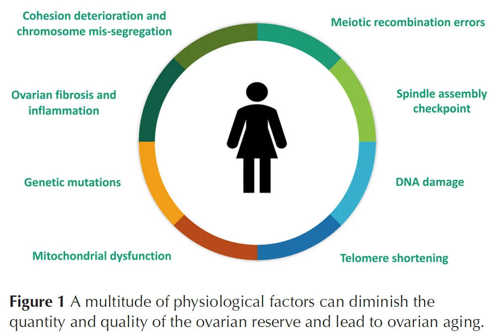Reproductive Aging 4