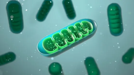 Green mitochondria