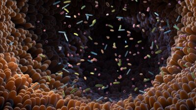 Gut bacteria inside