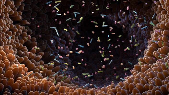 Gut bacteria inside