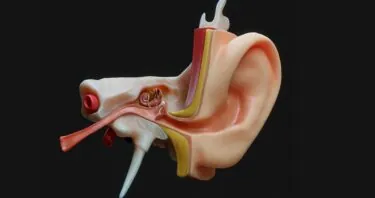 A Potential Gene Therapy for Hearing Loss