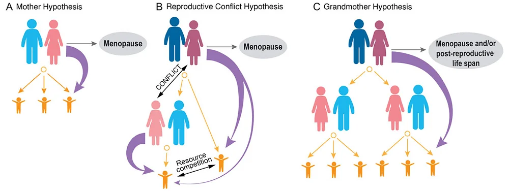 Menopause Hypotheses