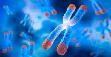 Maintaining Telomeres Extends Lifespan in Mice