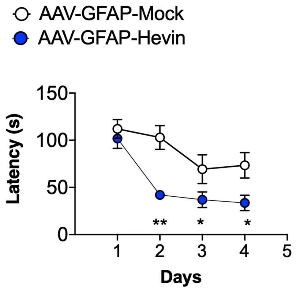 Hevin in wild-type mice