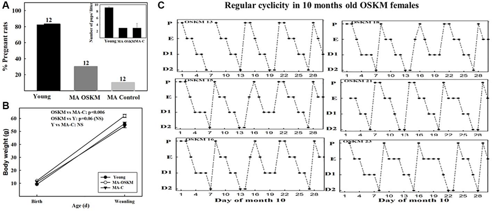 OSKM Rat Fertility 2