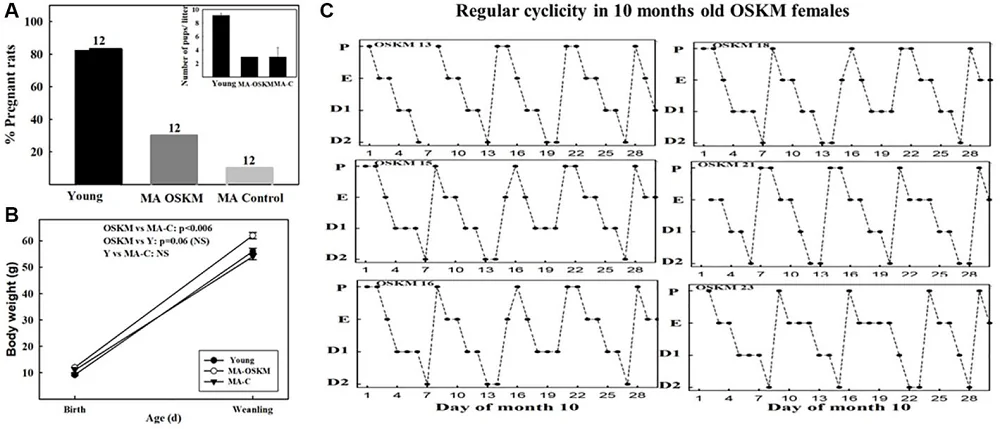 OSKM Rat Fertility 2