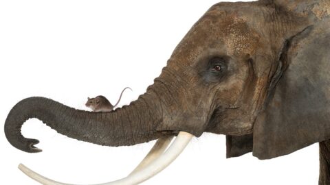 Elephant and mouse