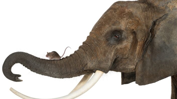 Elephant and mouse