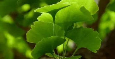 Ginkgolide B Improves Healthspan and Lifespan in Female Mice