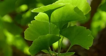 Ginkgolide B Improves Healthspan and Lifespan in Female Mice