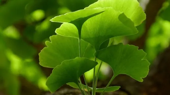 Ginkgo biloba