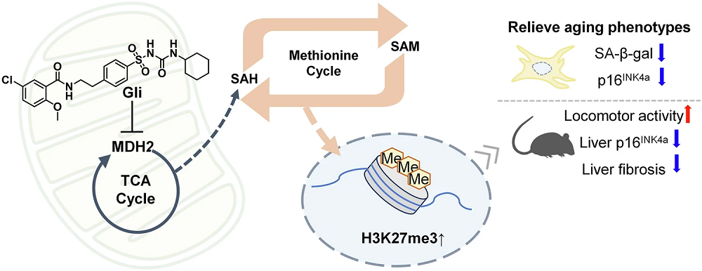 Glibenclamide effects