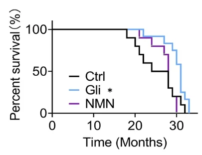 Glibenclamide lifespan