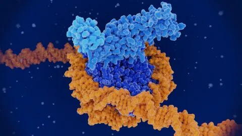 Histone methylation