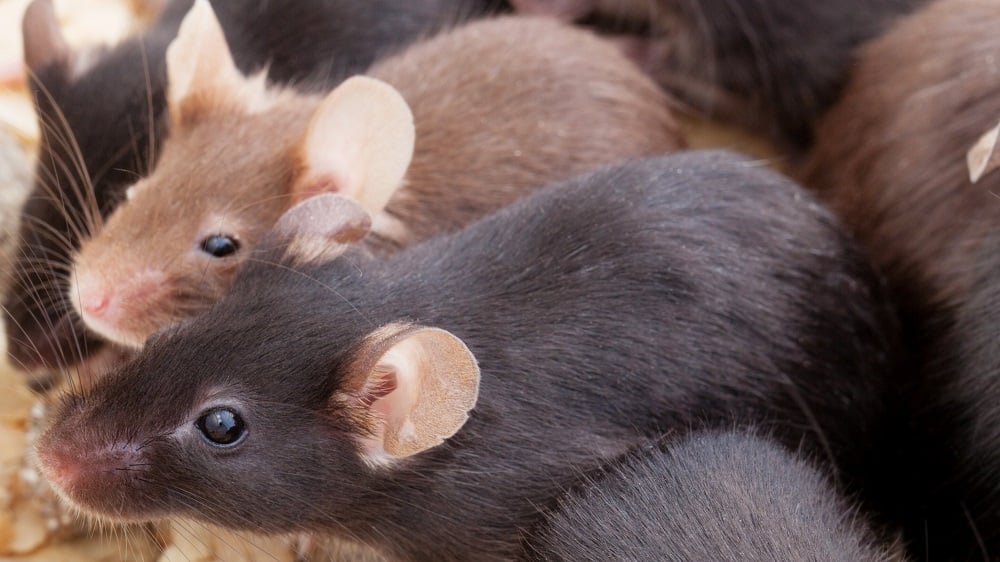 Senescence Linked to Cognitive Decline in Black 6 Mice