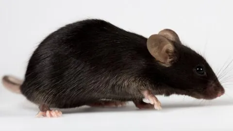 Lab mouse