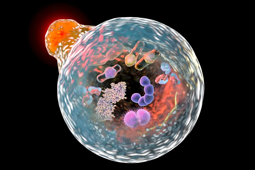 An image of macroautophagy happening inside a cell.