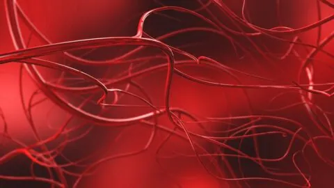Blood vessels