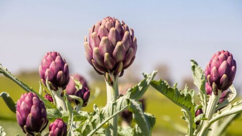 Artichokes