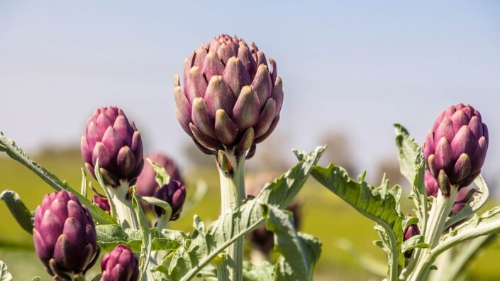 Artichokes