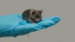 Mouse in hand