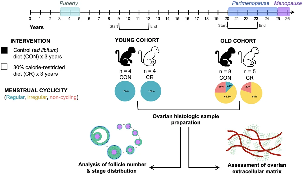 Ovarian CR study macaques