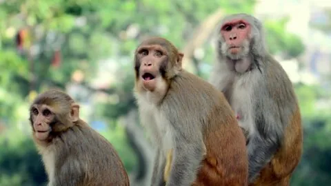 Rhesus macaques