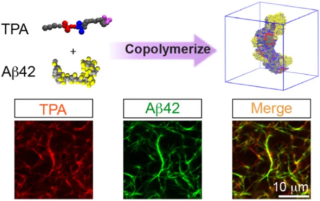 TPA Amyloid Beta