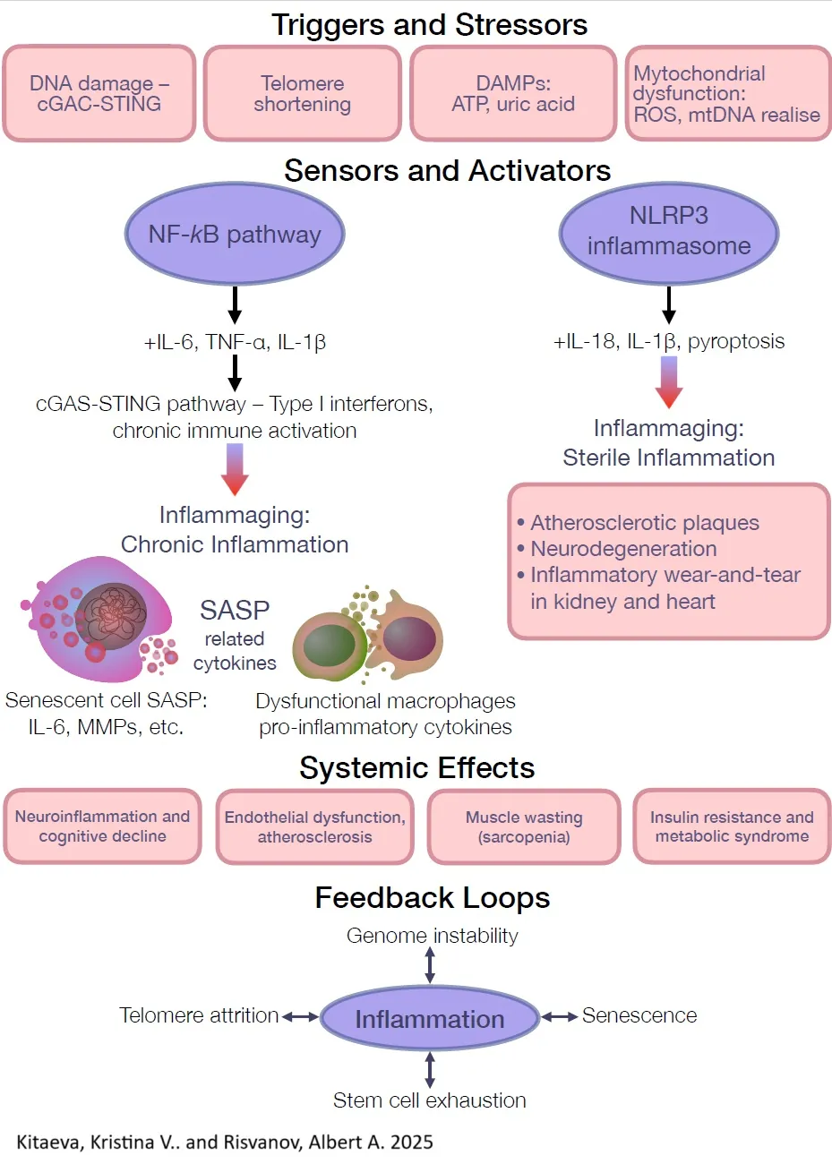 Inflammation Summary