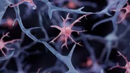 Glial cell