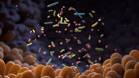 Gut bacteria close up