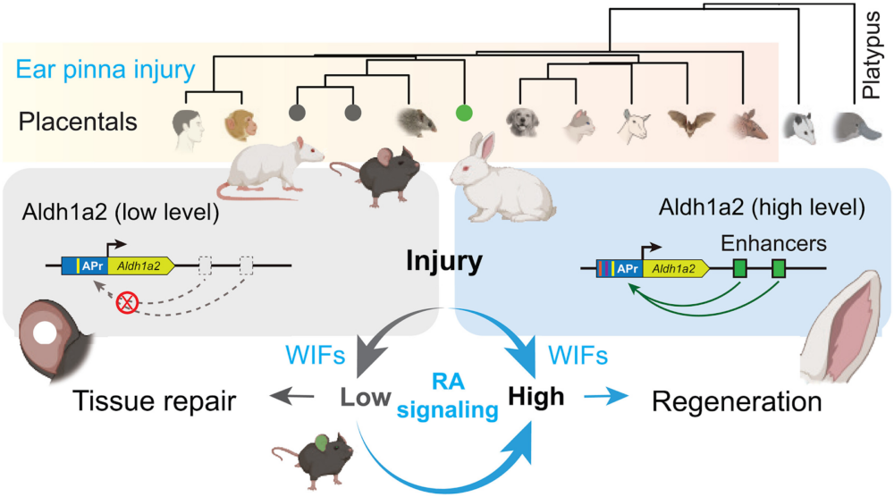 Mammalian regeneration
