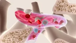 Blood vessel in bone