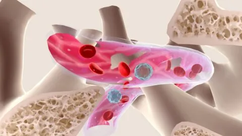 Blood vessel in bone