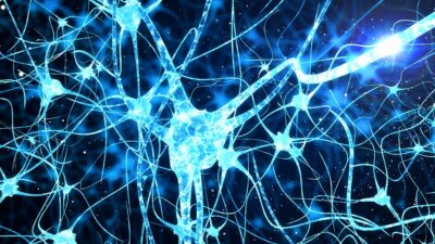 Neural connections