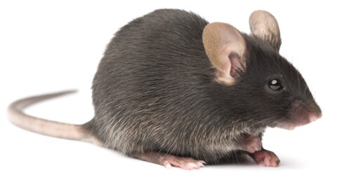Ordinary lab mouse