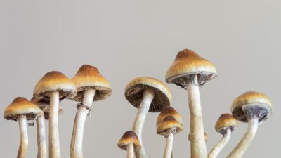 Psilocybin mushrooms
