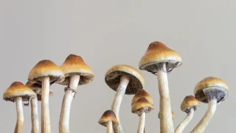 Psilocybin mushrooms