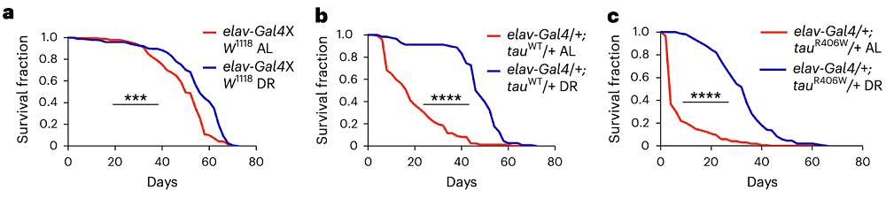 Tauopathies and dietary restriction