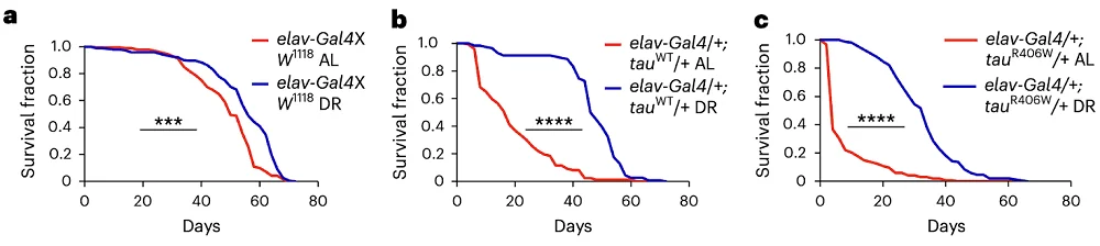 Tauopathies and dietary restriction
