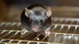 Lab mouse on cage