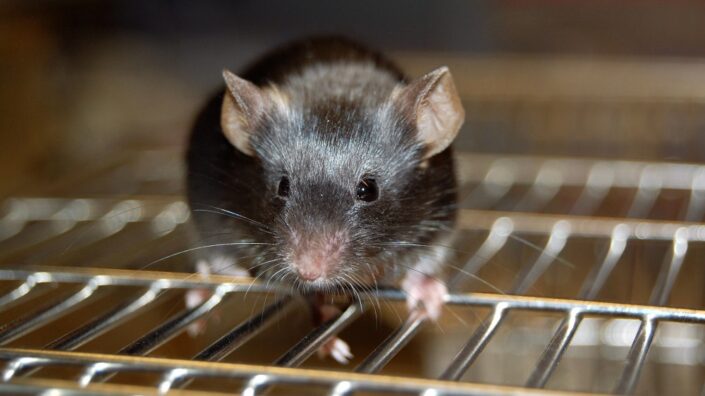 Lab mouse on cage