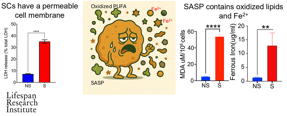 Ferroptosis senescence